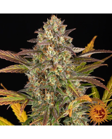 Cogollo de Amnesia Haze Auto con pistilos naranjas