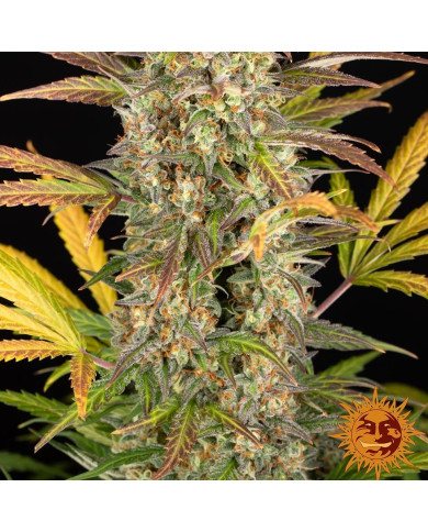 Detalle del cogollo de Amnesia Haze Auto