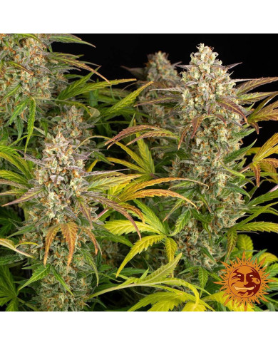 Plantas de Amnesia Haze Auto en floración