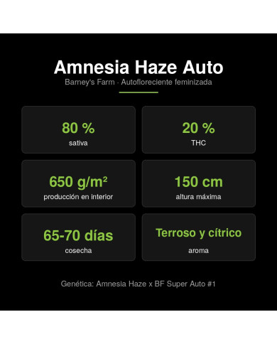 Características de Amnesia Haze Auto de Barney’s Farm