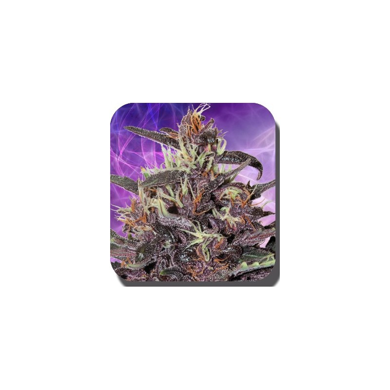 Buddha Purple Kush (10 semillas)