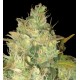 Black Russian (3 semillas)