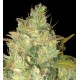 Semillas Black Russian de Delicious Seeds