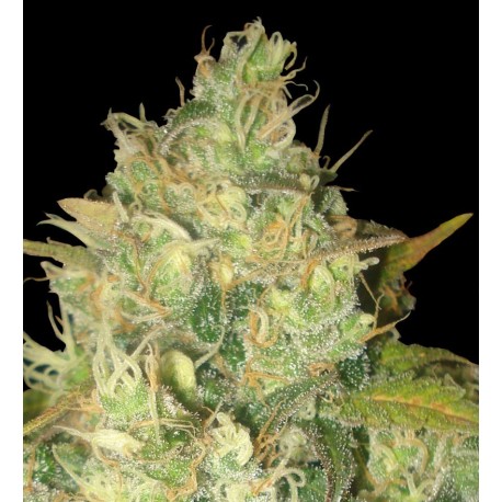 Semillas Black Russian de Delicious Seeds