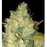 Black Russian (3 semillas)