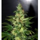 Chronic Haze (3 semillas)