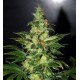 Semillas Chronic Haze de World of Seeds