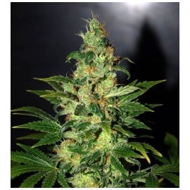 Semillas Chronic Haze de World of Seeds