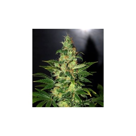 Semillas Chronic Haze de World of Seeds