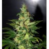 Chronic Haze (3 semillas)