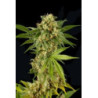 Kush-N-Cheese (3 semillas) feminizadas de Dinafem Seeds en...
