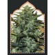 Auto Cheese Berry de 00 Seeds