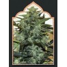 Auto Cheese Berry