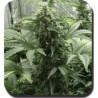 White Dwarf auto de Buddha Seeds
