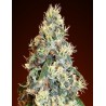 Auto Jack Herer