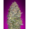 Auto New York City Diesel