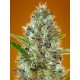 Auto Somango