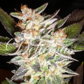 Cheese Candy Auto (3 semillas)