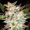Cheese Candy Auto (3 semillas) de Delicious Seeds...