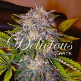 Seillas de marihuana Caramelo de Delicious Seeds