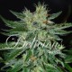 Semillas de marihuana Sugar Black Rose