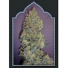 00 Kush