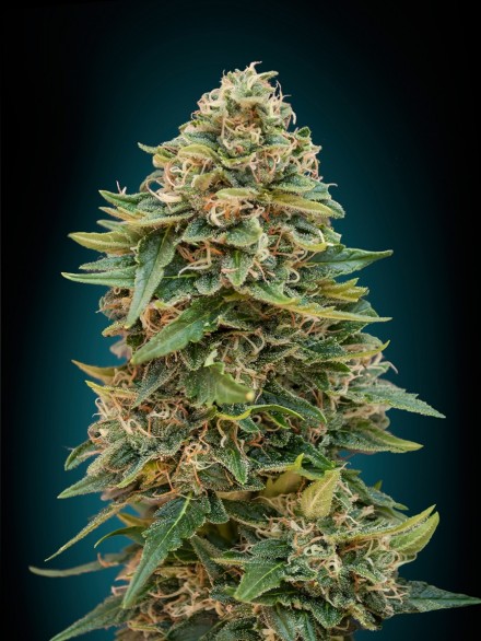 AutoSkunk 47 autofloreciente semillalandia.com