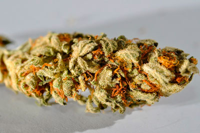 semillas de marihuana