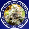 Semillas autoflorecientes Advanced Seeds