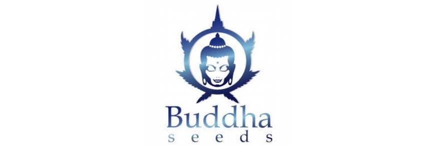 Buddha Seeds