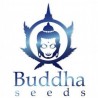 Semillas autoflorecientes Buddha Seeds