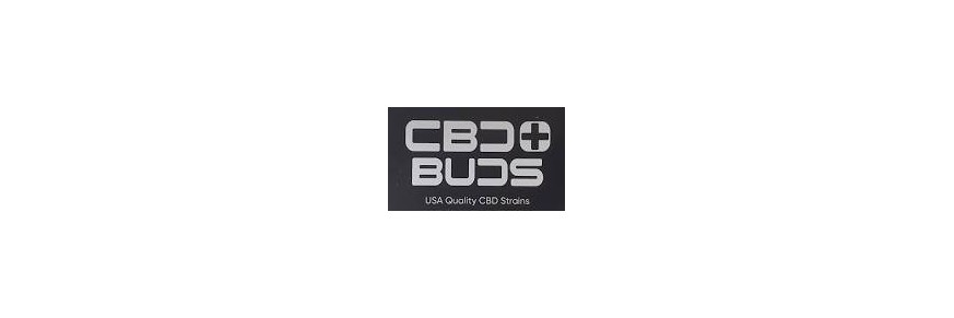 CBD Plus Buds