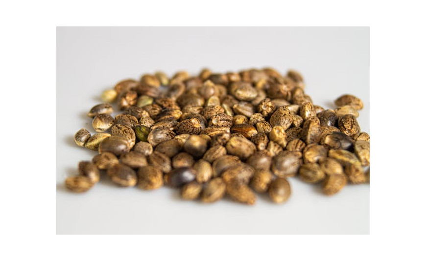 Sensi Seeds autoflorecientes: las mejores variedades para cultivo rápido y productivo