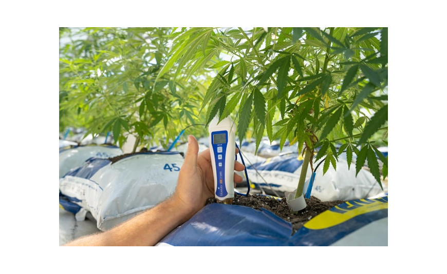 Cómo subir el pH del agua de riego: mejores productos pH Up para cultivo de cannabis