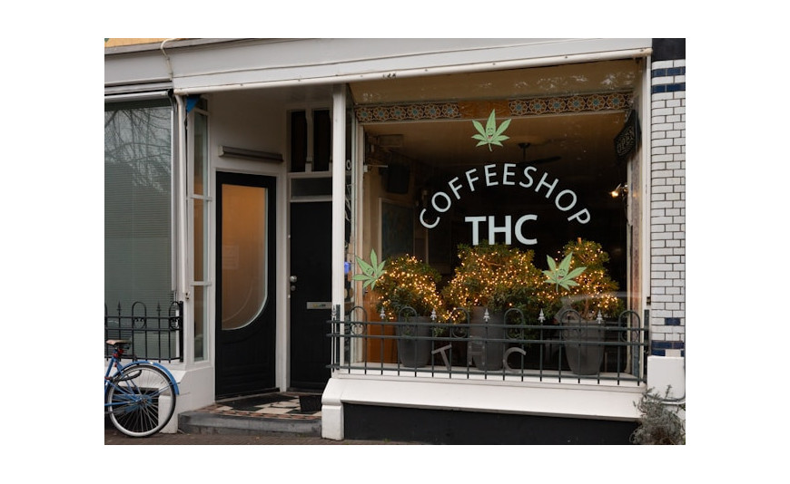 Dutch Passion semillas feminizadas: variedades legendarias y cultivo de genética premium