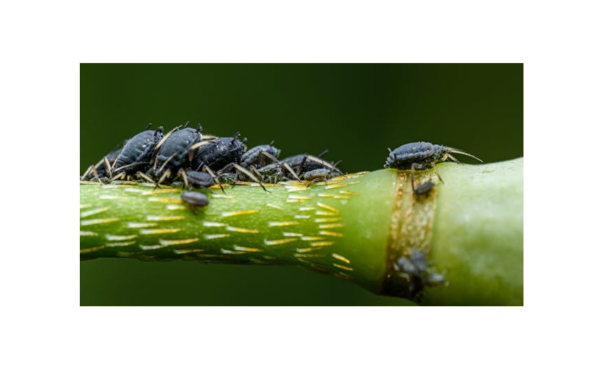 Cómo eliminar pulgón, trips y araña roja en el cultivo de cannabis