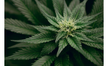 Kritikal Bilbo de Genehtik: la leyenda vasca disponible en versión feminizada, autofloreciente y CBD
