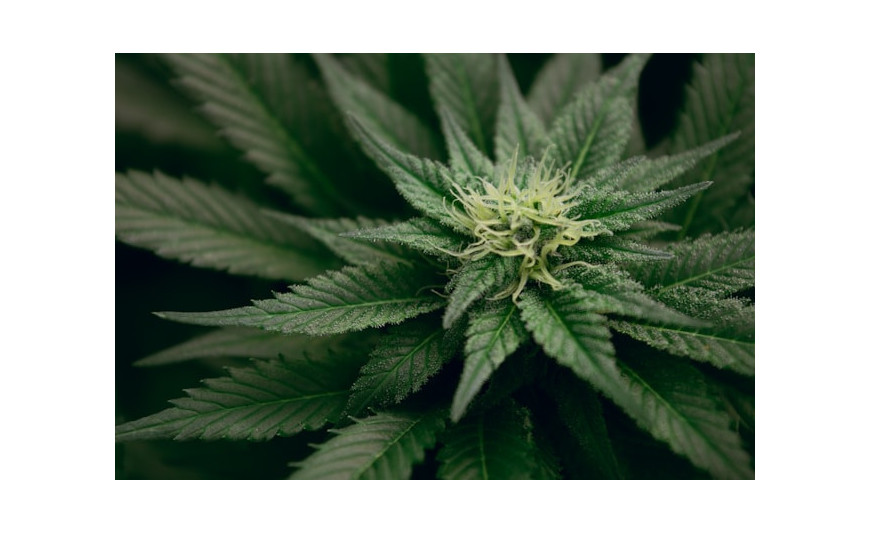 Kritikal Bilbo de Genehtik: la leyenda vasca disponible en versión feminizada, autofloreciente y CBD