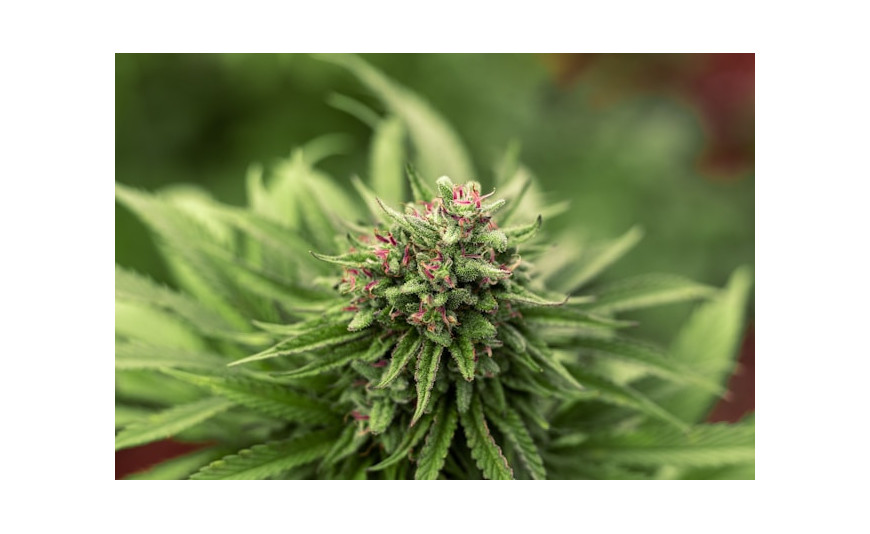 Green Poison Sweet Seeds: características, cultivo y por qué sigue siendo una de las variedades más populares