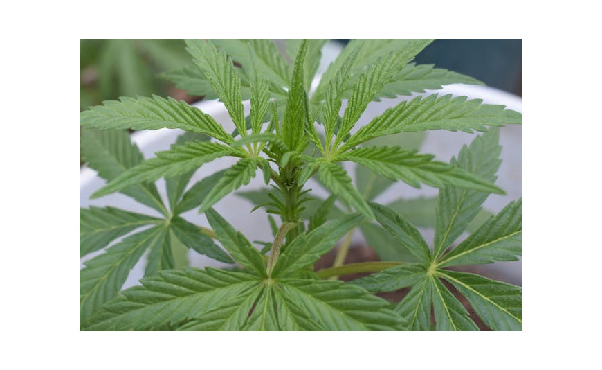 BCN Seeds: variedades, características y por qué elegir este banco de semillas