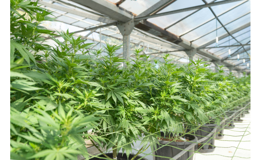 Guía completa de macetas para cultivo de cannabis: tipos, tamaños y cuál elegir