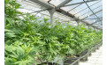 Guía completa de macetas para cultivo de cannabis: tipos, tamaños y cuál elegir