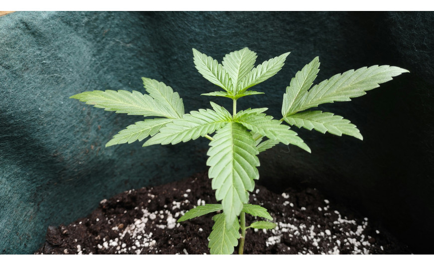 CBD en el cannabis: qué es, para qué sirve y cómo elegir las mejores semillas CBD