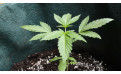 CBD en el cannabis: qué es, para qué sirve y cómo elegir las mejores semillas CBD