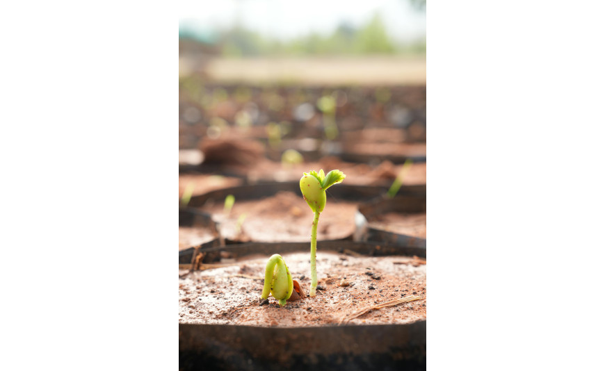 Cómo conseguir una germinación perfecta de semillas de cannabis en exterior en España
