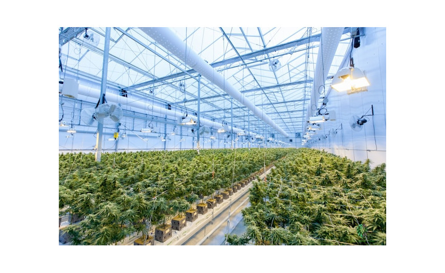 Clonex Gel 50 ML: cómo mejorar el enraizamiento de esquejes de cannabis